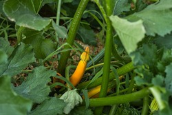 Small Summer Squash Beginning To Grow In The Summer Heat. Soon The Squash Will Be Ready To Harvest And Enjoy.