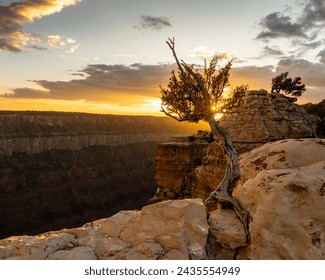 Small Sun Burst Breaks Through Gnarly Tree At Bright Angel Point On The North Rim of the Grand Canyon