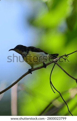 A small sunbird rests on a thin twig, showcasing its long, downward-curved beak, dark brown upper plumage, and a vibrant yellow chest fading into a pale white underbelly.