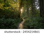 Small Sunburst Highlights Trail In Hoh Rainforest in Olympic National Park