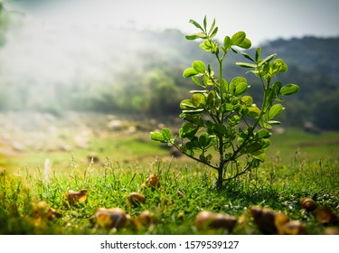 A small surrounded by shells