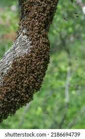 A small swarm of bees swarming on a tree in the garden, insect life.