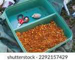 Small, sweet multicolored pieces in a plastic container. Soy pieces used as bait for carp fishing. Fragrant bait for carp fishing on carp baits. Bait for fishing in the form of small pieces.