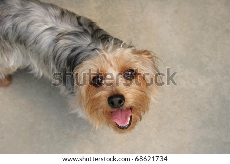 Small sydney silky terrier dog looking up, waiting