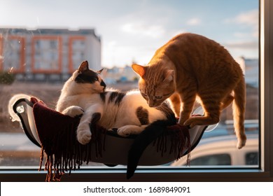 Small Tabby Cat Prepares To Jump From A Hammock Stuck In The Window. A Fat Cat Lying Comfortably On It, Watches The Tabby Cat