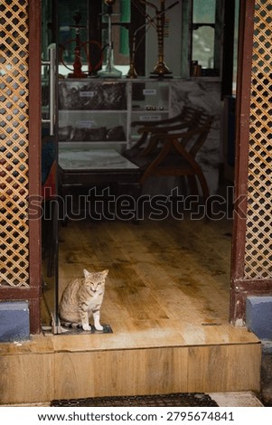 A small tabby cat sits on the wooden threshold of a rustic shop entrance in the mountainous region of Kashmir, India.