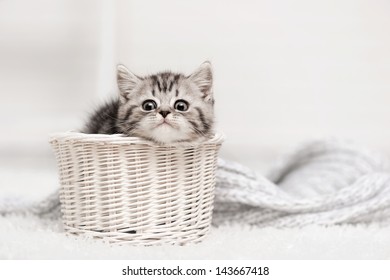 Small tabby kitten in a white basket