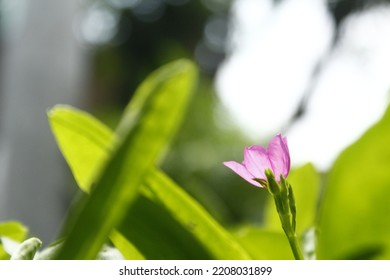 605 Talinum Images, Stock Photos & Vectors | Shutterstock