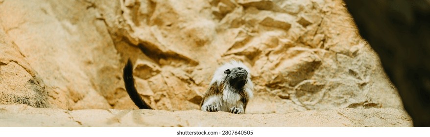 Small tamarin monkey with white mane resting on rock ledge beside stone walls in warm sunlight wild