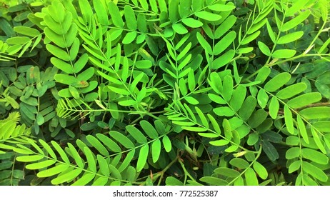 Small tamarind tree - Shutterstock ID 772525387