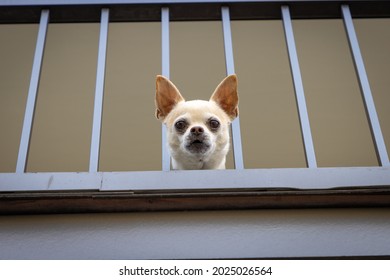 Small tan dog peering over balcony edge looking down through fence pointy ears standing up centered face