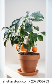 Small Tangerine Fruit Tree With Mandarins Planted In Terracotta Pot. Little Orange Citrus Tree. Selective Focus. Indoor Garden, Decorative Home Plant. Gardening Concept