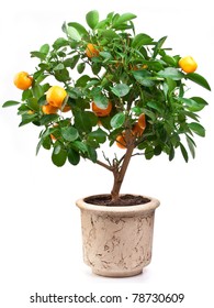 Small tangerines tree in a flower pot isolated on white background.
