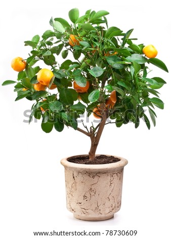 Small tangerines tree in a flower pot isolated on white background.