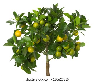 Small Tangerines Tree On White Background