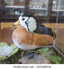 Small Taxidermy Bird In A Glass Case