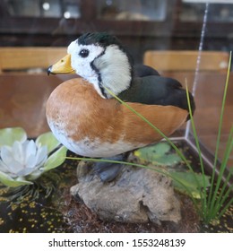 Small Taxidermy Bird In A Glass Case