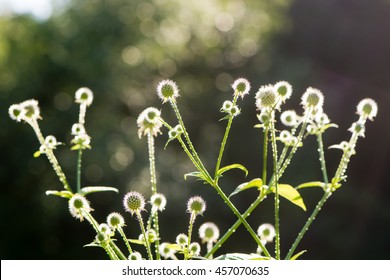 Small Teasel (Dipsacus Pilosus) Flowers In Bud. Flowerheads Backlit By Sunlight On Prickly Plant In The Family Dipsaceae