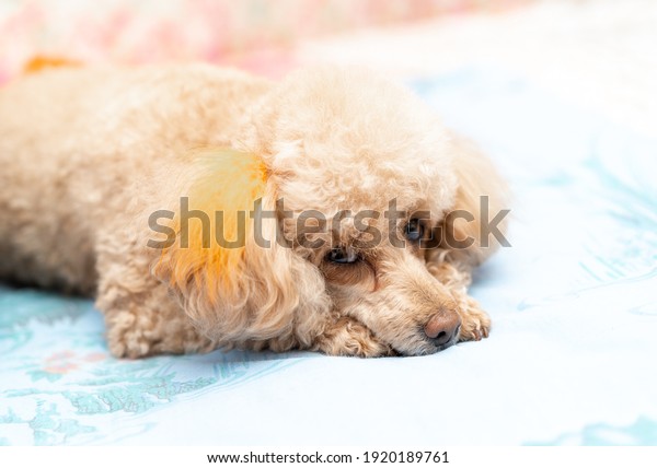 A small teddy dog\
lying on his stomach