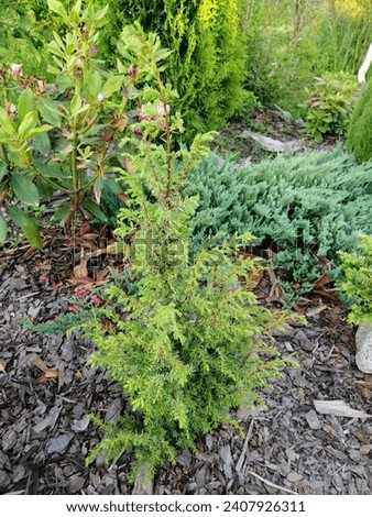 a small tender seedling of Juniperus communis Horstmann in coniferous garden. tree  with hanging branches. Landscape design