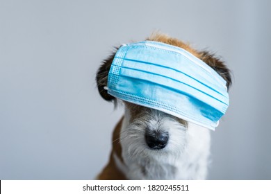 Small Terrier Dog With A Blue Face Mask Over His Eyes. Humor, Neutral Background.