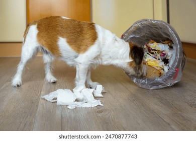 A small terrier dog eats garbage from an overturned bucket. Pet, hungry.
