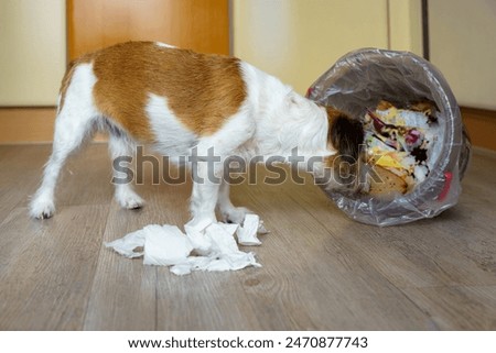 A small terrier dog eats garbage from an overturned bucket. Pet, hungry.

