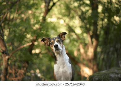 A small terrier dog looks upward surrounded by soft sunlight and green trees. The scene captures its focused gaze with dappled light highlighting the forest background.