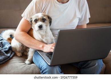 Small terrier dog sits with a man in front of a laptop on a beige sofa. Home office, friendship, at home. 