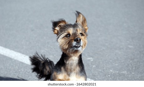Small terrier dog standing alert on asphalt, looking up with curious expression - Powered by Shutterstock - Get 15% off with code: PIKWIZARD15