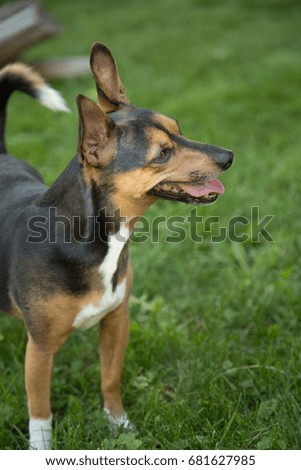 A small terrier poses in the yard