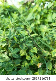 Small thin branch with tiny leaves growing in lush garden
