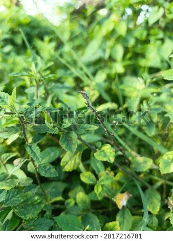 Small thin branch with tiny leaves growing in lush garden