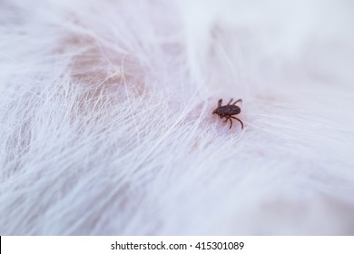 Small Tick On Dog S Skin Stock Photo 469493615 | Shutterstock