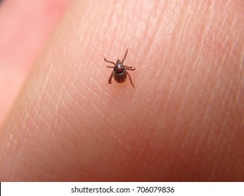 Bird Mites Images Stock Photos Vectors Shutterstock