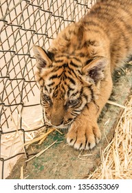 Small tiger cub