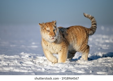 A Small Tiger Cub Rejoices In The New Snow.