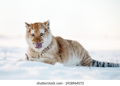 A Small Tiger Cub Rejoices In The New Snow.