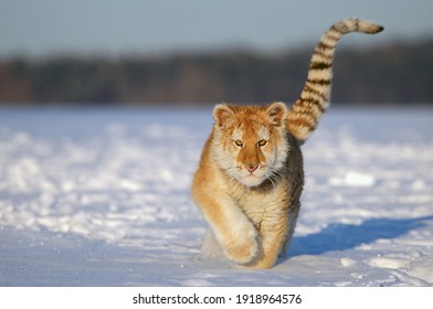 A Small Tiger Cub Rejoices In The New Snow.