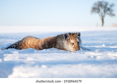 A Small Tiger Cub Rejoices In The New Snow.