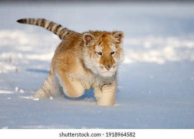 A Small Tiger Cub Rejoices In The New Snow.