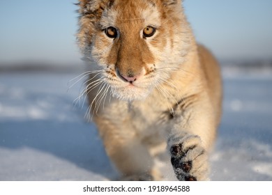 A Small Tiger Cub Rejoices In The New Snow.