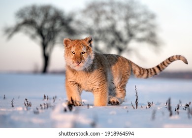 A Small Tiger Cub Rejoices In The New Snow.