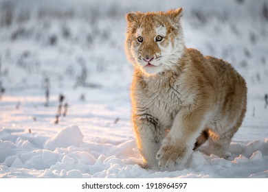 A Small Tiger Cub Rejoices In The New Snow.