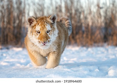 A Small Tiger Cub Rejoices In The New Snow.