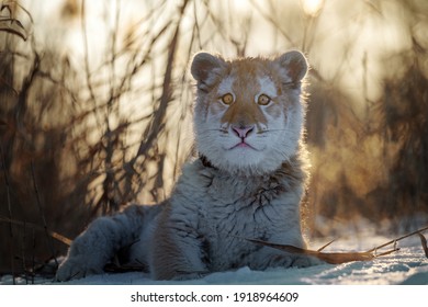 A Small Tiger Cub Rejoices In The New Snow.