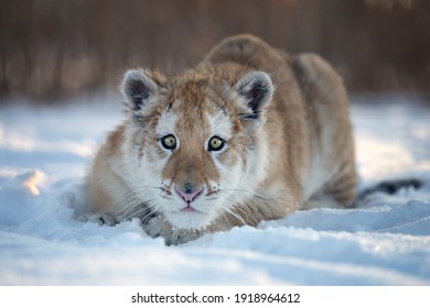 A Small Tiger Cub Rejoices In The New Snow.