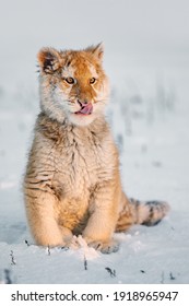 A Small Tiger Cub Rejoices In The New Snow.