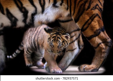 Small Tiger Cub Walking Under Tiger Mother Body