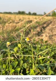 A small tiger moth insect perched on a wild yellow wildflower in a green field, with a blurred rural agricultural landscape background